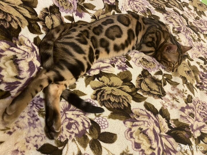Бенгальский кот вязка
