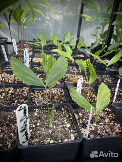 Caryota mitis dwarf / кариота митис (карликовая)