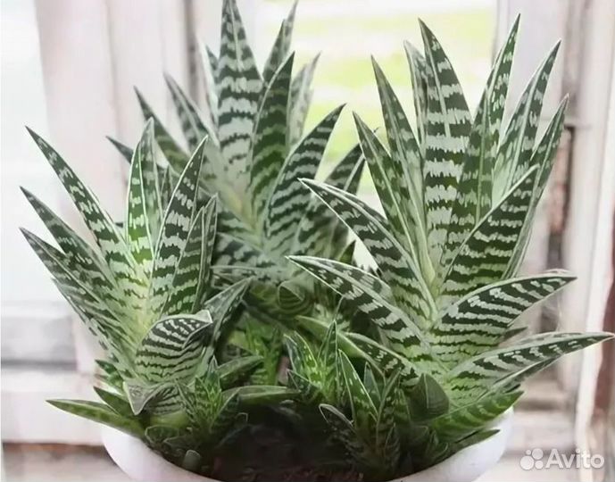 Комнатные растения цветы