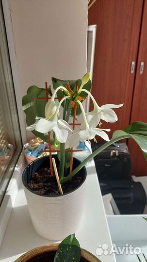 Эухарис амазонская лилия