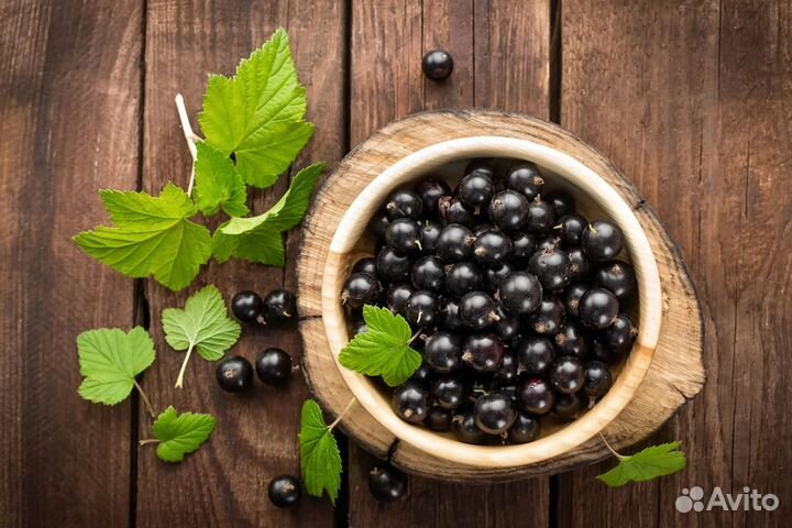 Куст смородины красная черная белая