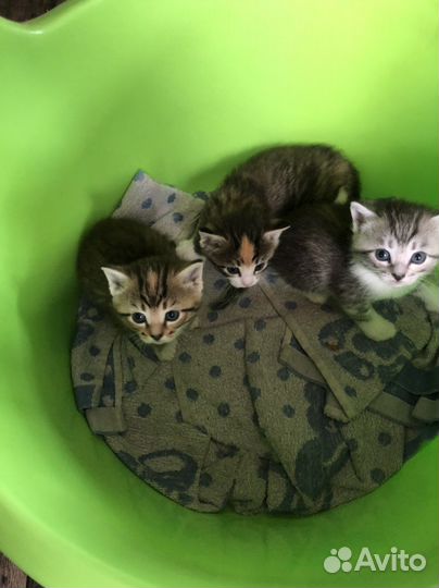 Котята бесплатно