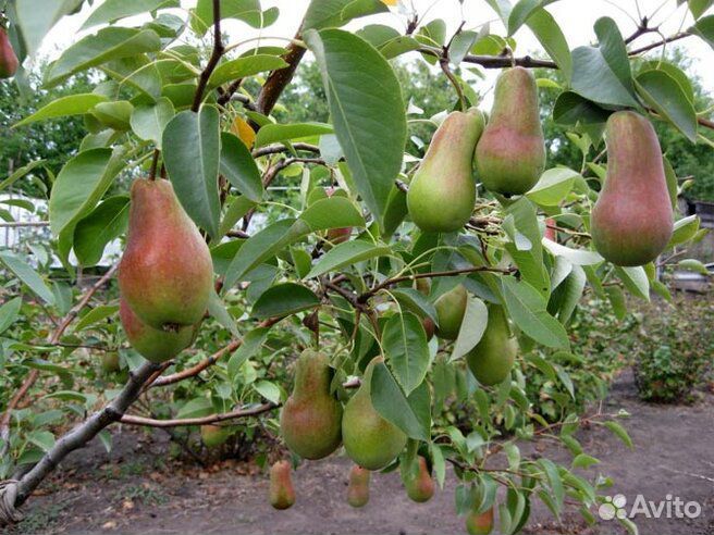 Груша саженцы