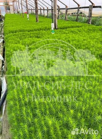 Голубая ель зкс сеянцы