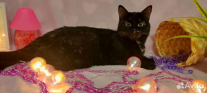 Кошки в добрые руки бесплатно