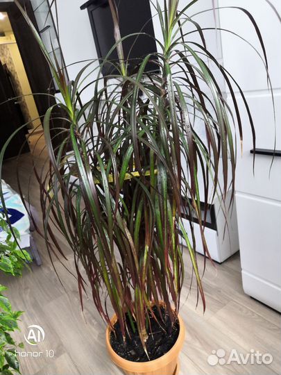 Фикус Бенджамина, драцена для дома и офиса