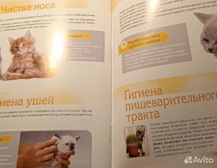 У вас появился котёнок