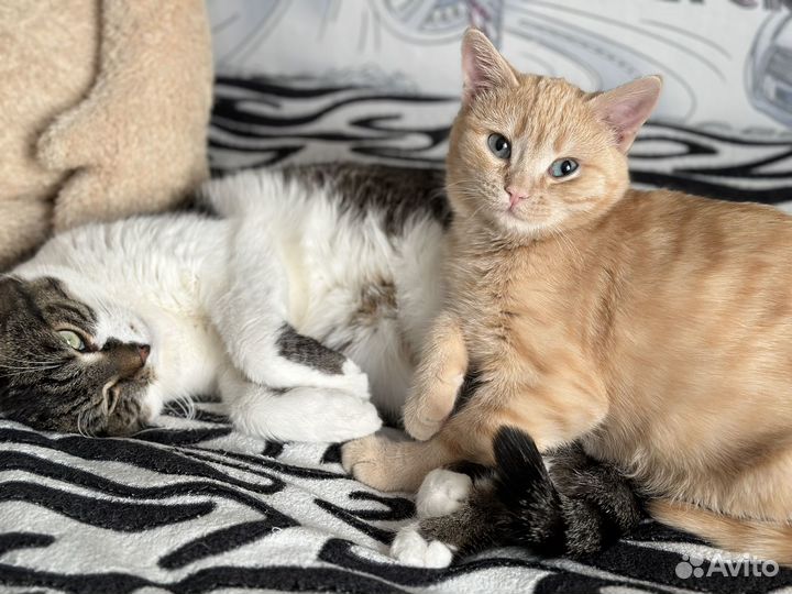 Котик в добрые руки