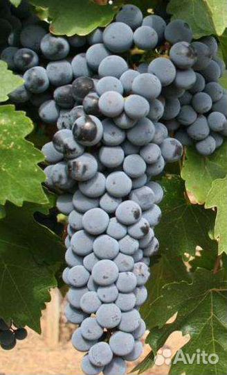Винный виноград