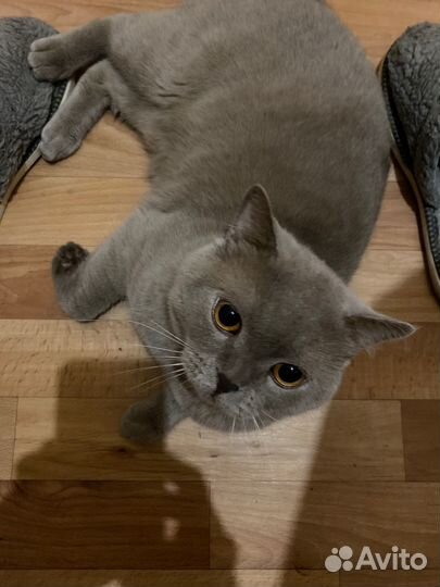 Отдам кота в добрые руки