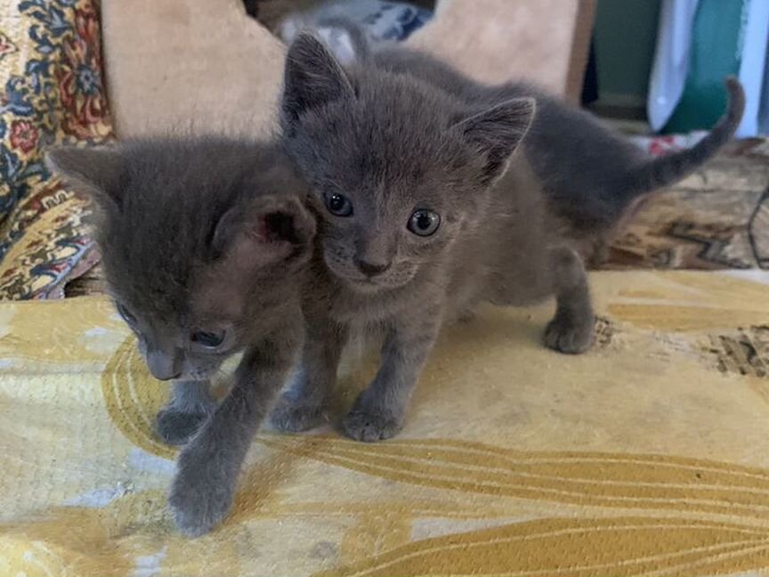 Котята помесь с русской голубой