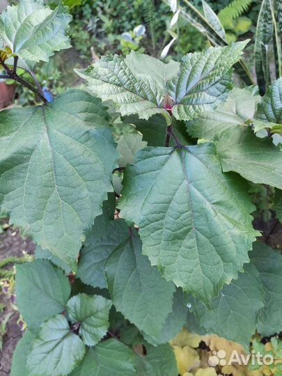 Клеродендрон Бунге (гортензия)