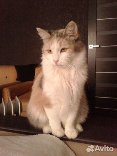 Трехцветная кошка Боня