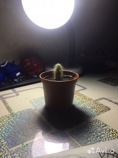 Кактус малыш