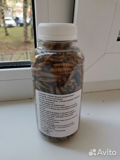 Личинки черной львинки