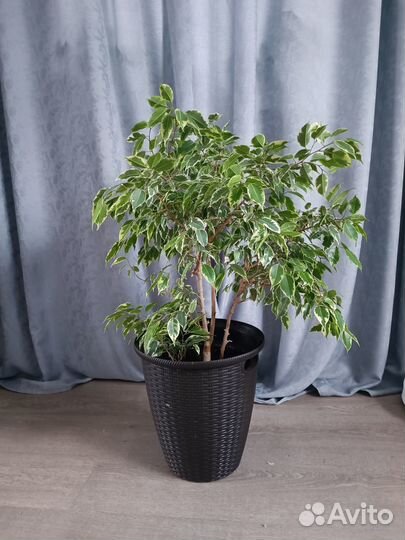 Фикус бенджамина