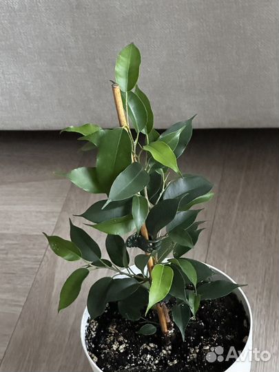 Фикус бенджамина