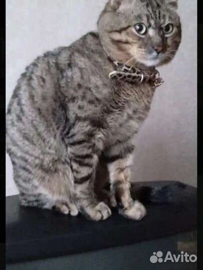 Котята гибриды