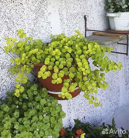 Вербейник монетчатый Много