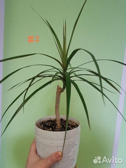 Пальма драцена