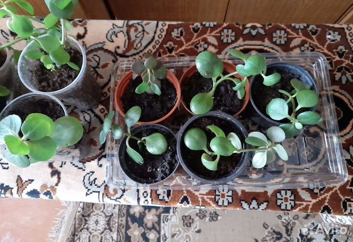 Каланхое, Сансевьерия -Лауреьи