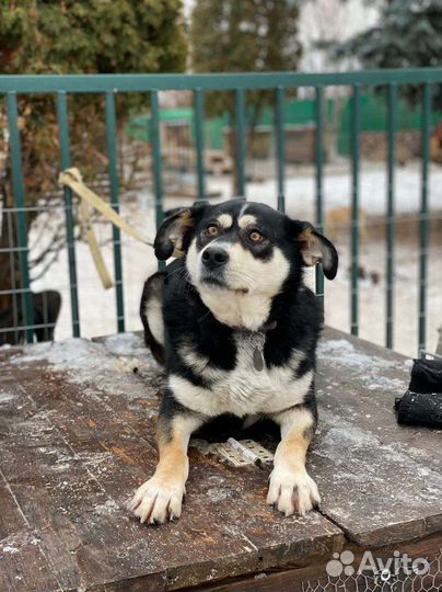 Собака компаньон