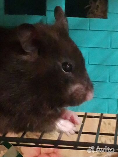 Сирийский хомяк девочка