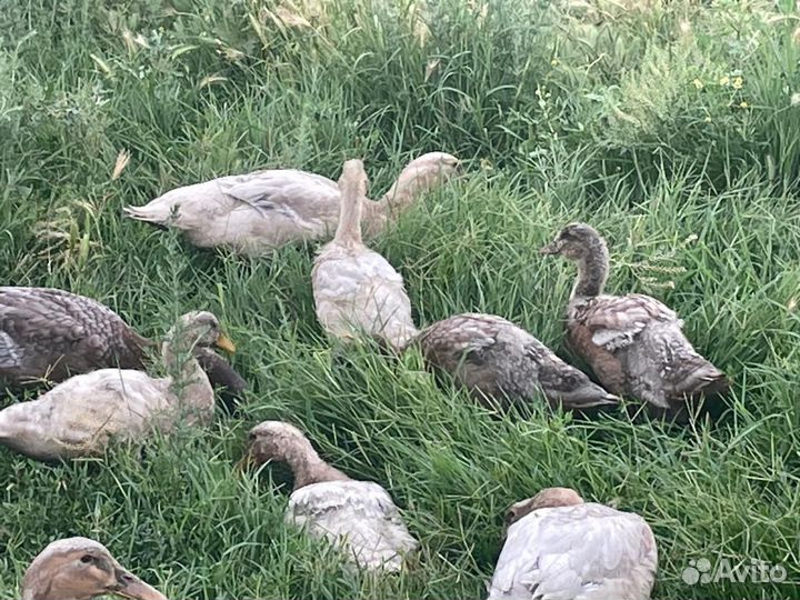 Руанские утки-утята