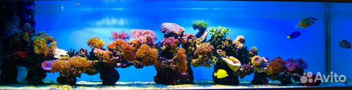 Обслуживание, запуск аквариумов