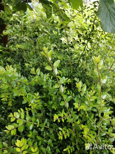 Живая изгородь