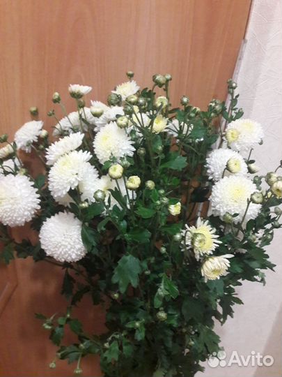 Хризантема белая