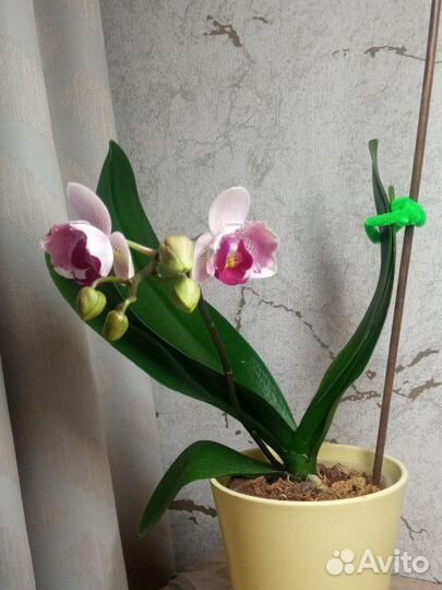 Орхидея Phal. Miki Ice Cube. Бабочка