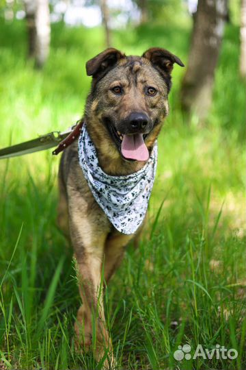 Собака в добрые руки