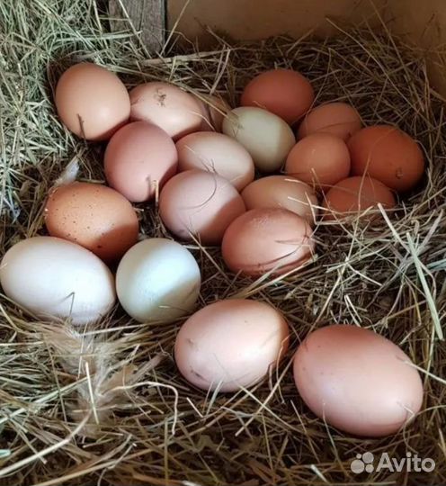 Домашние куриные яйца