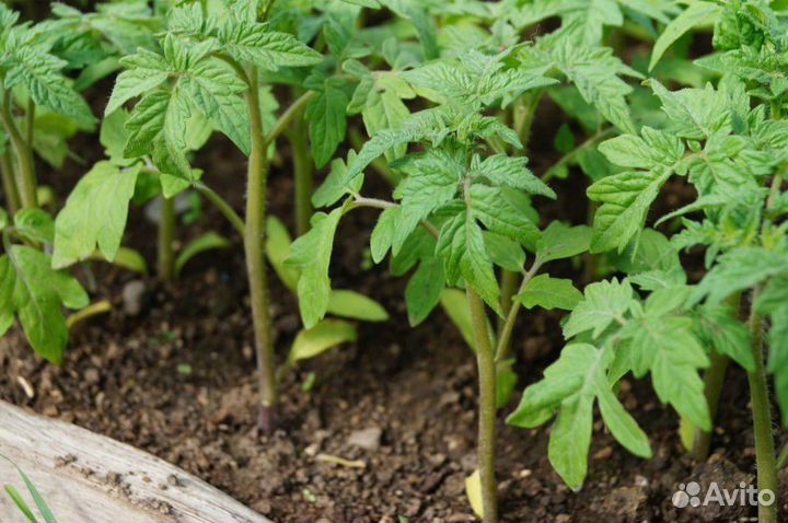 Рассада помидоров