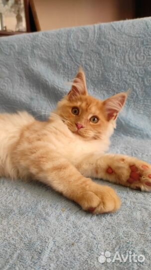 Котята 3 месяца