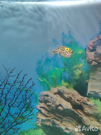 Аквариумные рыбки