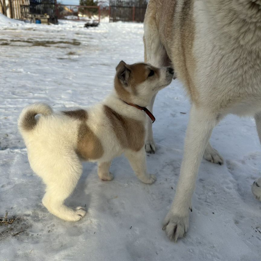 Западно сибирская лайка