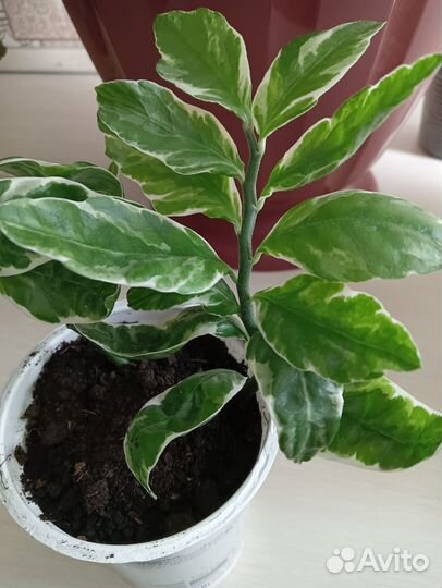 Педиоантус