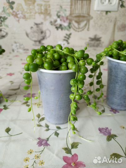 Крестовник Роули