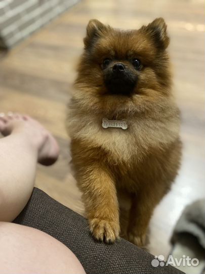 Собака щпиц 9 мес