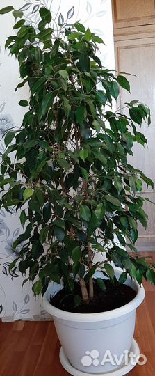 Бенджамина