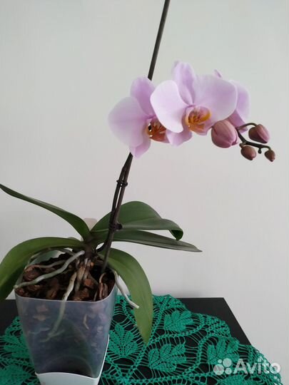 Орхидея фаленопсис