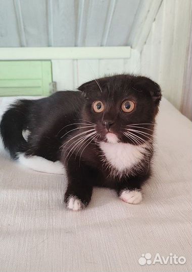 Котёнок - совёнок вислоушка