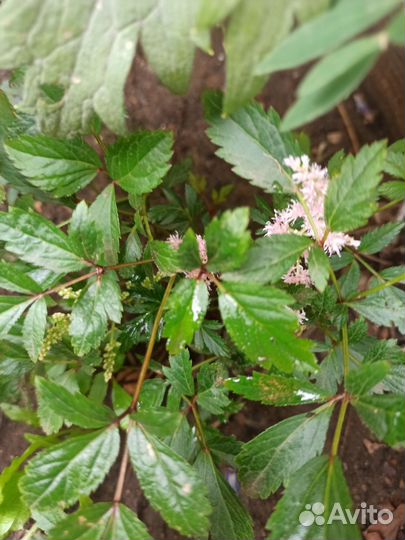 Многолетние цветы для сада