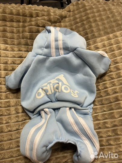 Вещи для собак маленьких пород