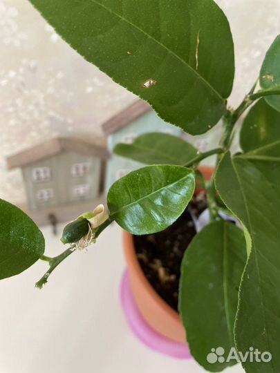 Лимон Новозеландский с плодами