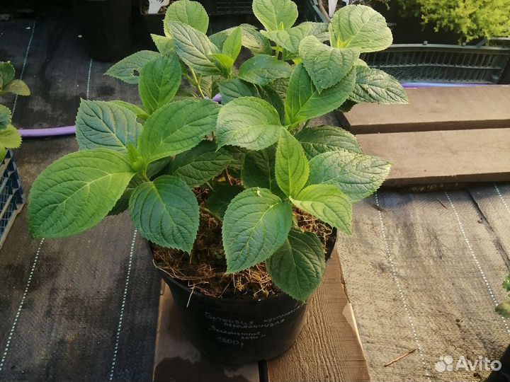 Гортензия Бесконечное лето