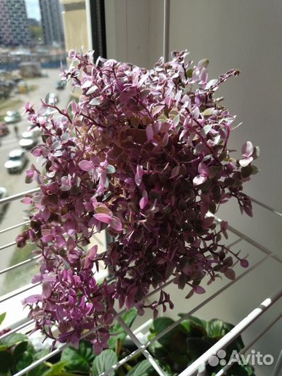 Каллизия pink panther розовая пантера