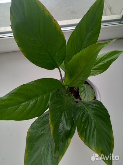 Спатифиллум